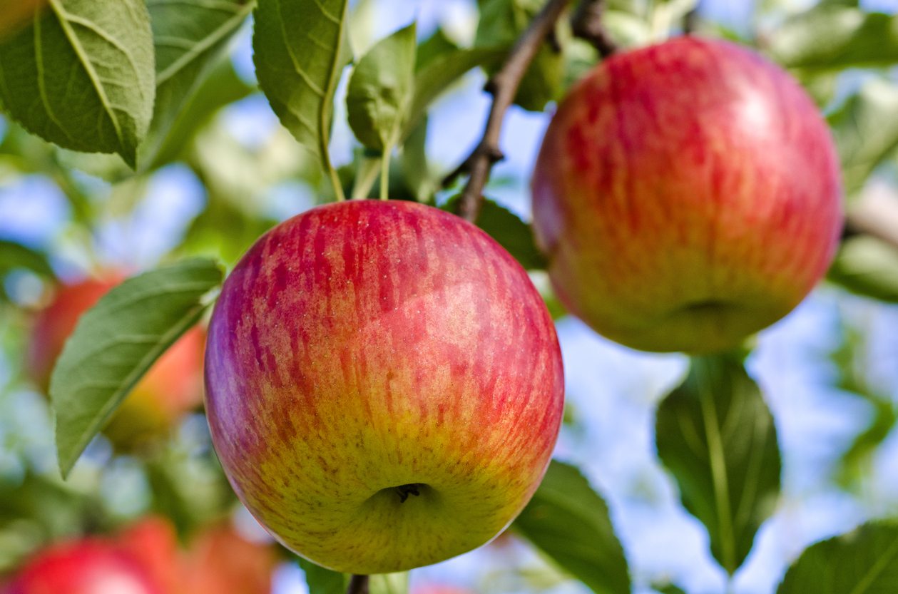 Sweet Honeyed Fuji Apple Pasta Salad – Weeks Honey Farm