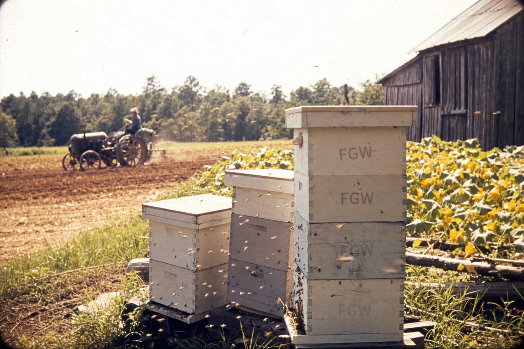 Wildflower 16oz – Georgia Honey Farm