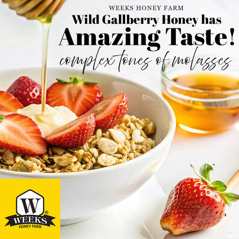 Our Best All-Natural Pure Raw Gallberry Honey | | Honey from Weeks Honey Farm, Inc.
