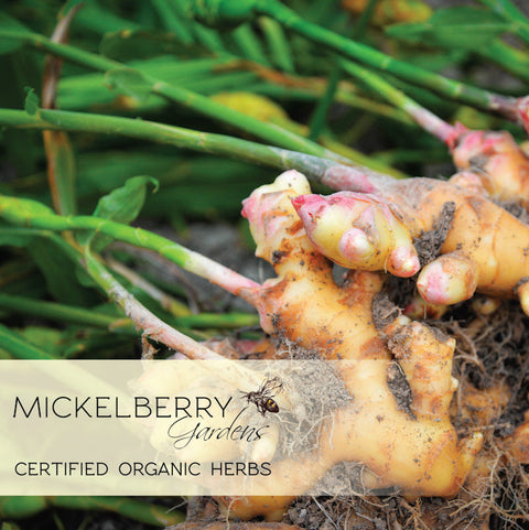 Ginger Digestive Support Spray | | Honey Tonic from Mickelberry Gardens