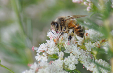 Weeeks Raw Buckwheat Honey, 22 Ounce Honey from Weeks Honey Farm, Inc. http://www.WeeksHoneyFarm.com