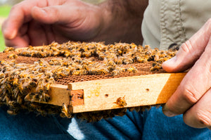 Is Raw Honey Worth It?