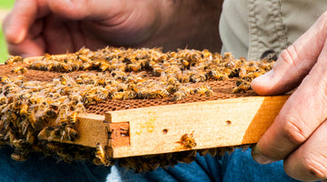 Is Raw Honey Worth It?