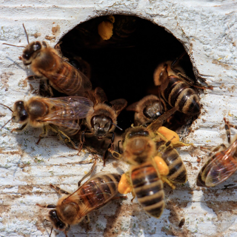 10 Surprising Findings from Government Honey Bee Research