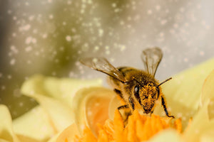 Bees- The Most Important Endangered Species