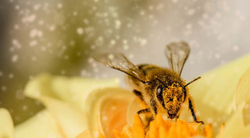 Bees- The Most Important Endangered Species
