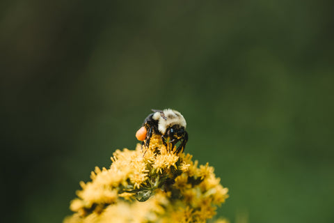 Honeybees & Pollination in the USA