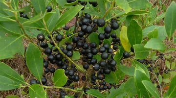 The Endangered Southern Gallberry Honey