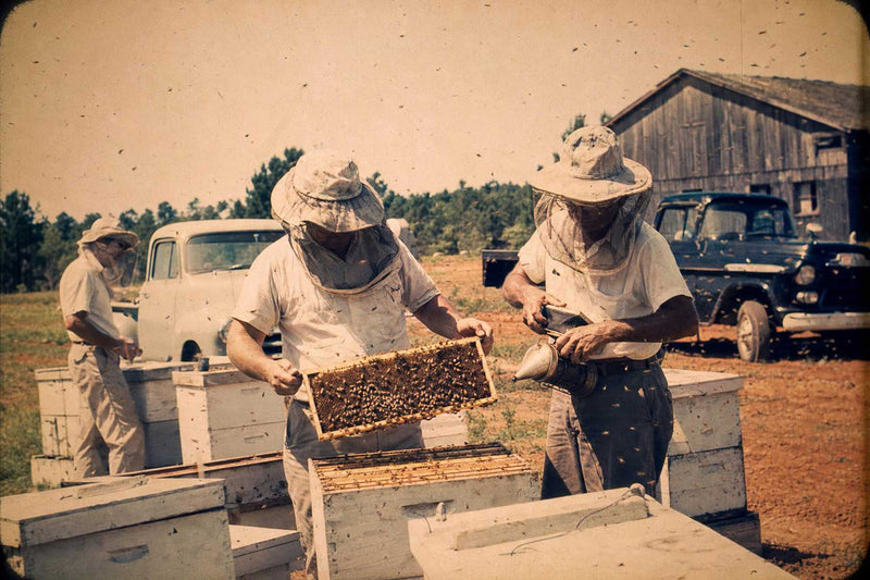 Raw Honey Sample Size – 8 oz