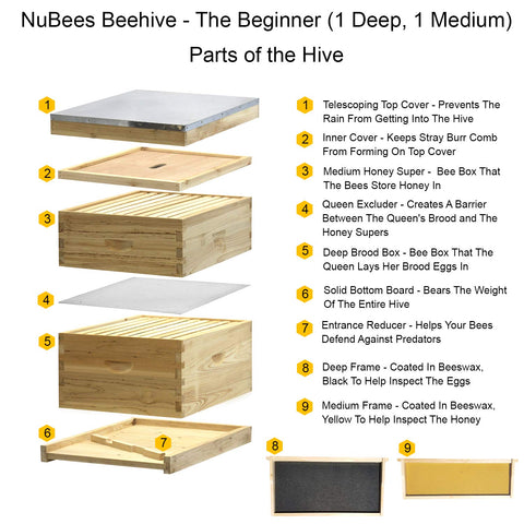 NuBee 10-Frame Complete Beehive Kit – Fully Assembled & Painted (1 Deep + 1 Medium Boxes) with Frames & Wax-Coated Foundations | Beginner Langstroth Hive