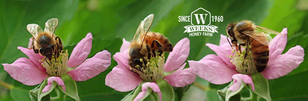 Pretty Spring Wildflower & Honey Bees Coffee Mug - Mug - Only $14.99! Order now at Weeks Honey Farm