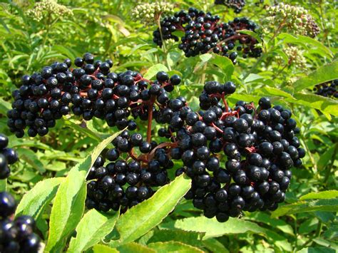 Weeks Naturals Elderberry Syrup Kit | Homeopathic | Immune Support | Organic Vitamins & Supplements from Weeks Honey Farm, Inc. http://www.WeeksHoneyFarm.com